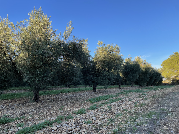 Découvrez l'Authenticité Provençale