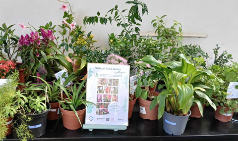 Offre pour les particuliers : - Vente de plantes à prix réduits - Petit entretien des jardins - Vente de fleurs séchées