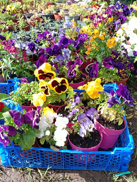 De l'entretien de vos plantes Mieux vaut prévenir que guérir !