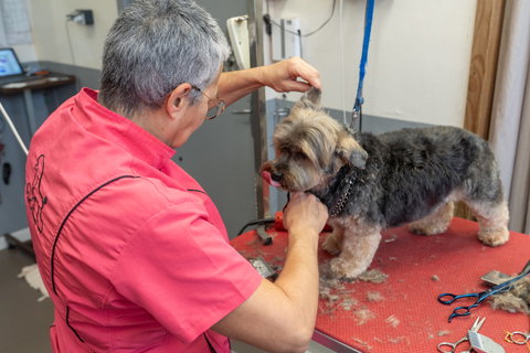TOILETTAGE Offrez à votre animal de compagnie une expérience de toilettage de qualité supérieure pour le bien de vos fidèles compagnons.
