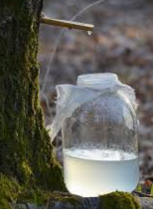 Pensez à faire une cure de sève de bouleau au début du printemps!