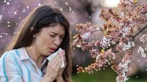 Avec le retour du printemps , les allergies aux pollens reviennent aussi.
