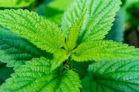 L'ortie, une plante du printemps!