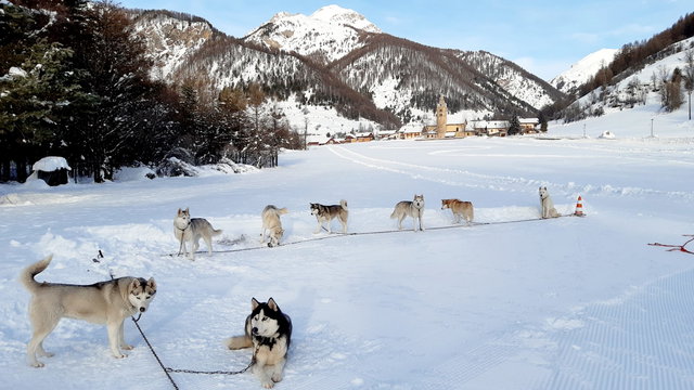 Artic Dream Dogsledding