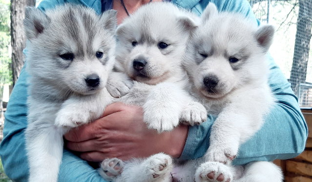 Artic Dream Dogsledding