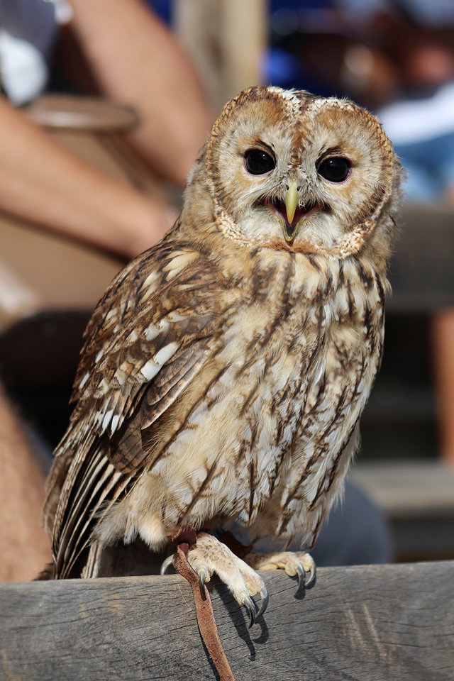 Parc Animalier de Serre Ponçon