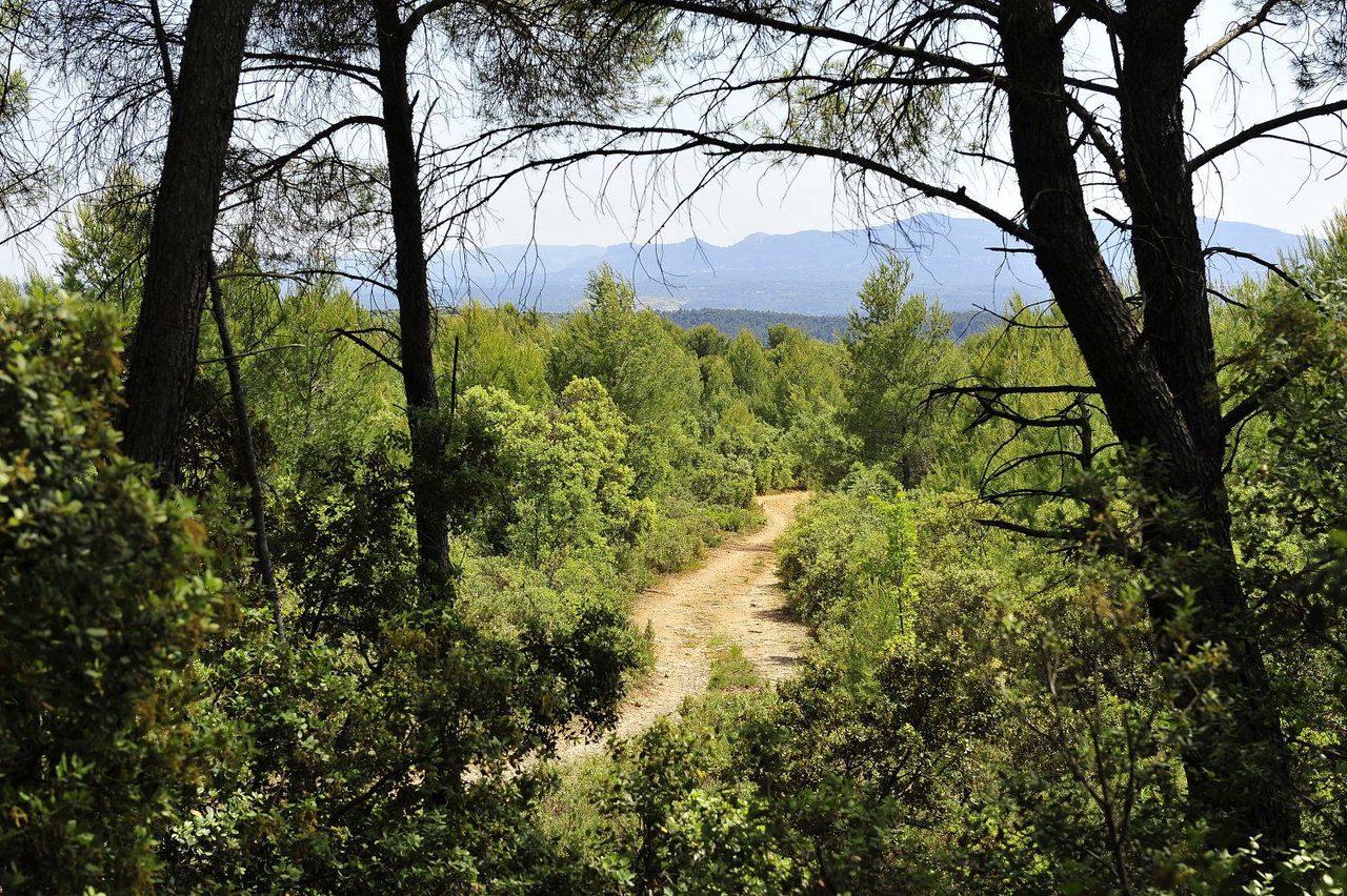 L'importance cruciale de l'entretien des forêts