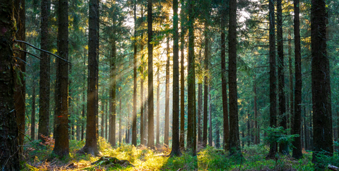 Bois labellisés PEFC Dieman Emballage utilise exclusivement des bois labelisés PEFC provenant de forêts gérées durablement, respectant de stricts
