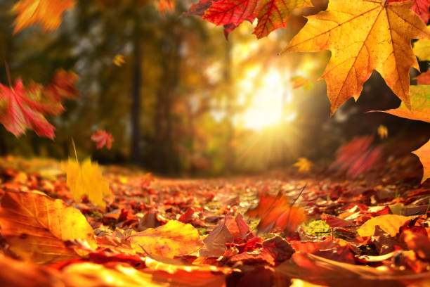 Oreille bouchée en automne : que faire ? Les conseils de votre audioprothésiste à Martillac