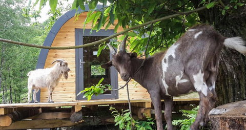 Tiny house, an unusual mobile accommodation: what are the advantages and disadvantages? Read the article