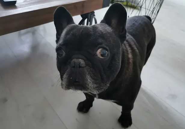 Visite chien