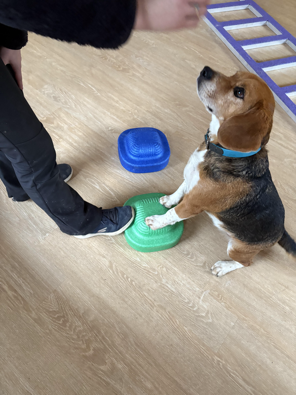 Des séances adaptées à chaque chien