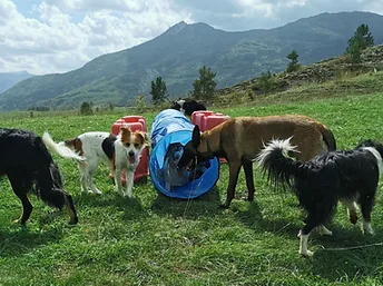 Doggy crèche