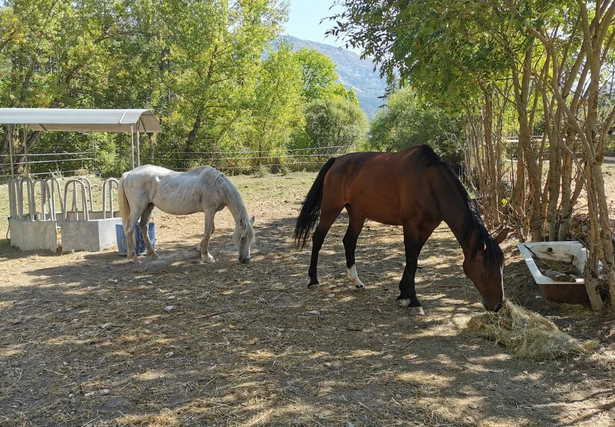 Visite chevaux
