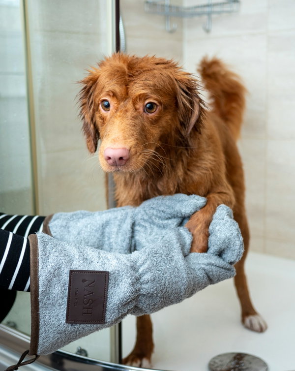 Pourquoi faire appel à un ostéopathe pour son chien ?