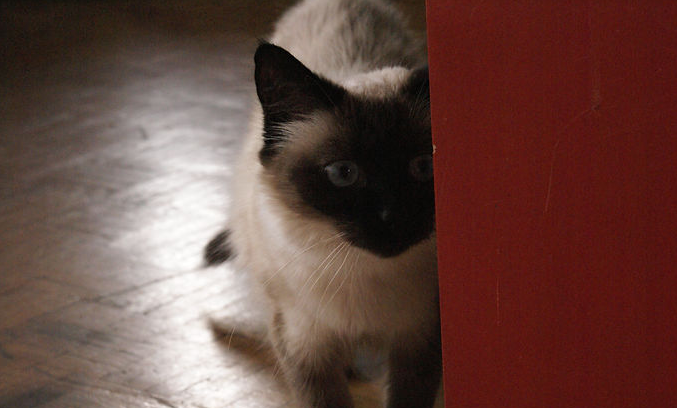 Visite chat
