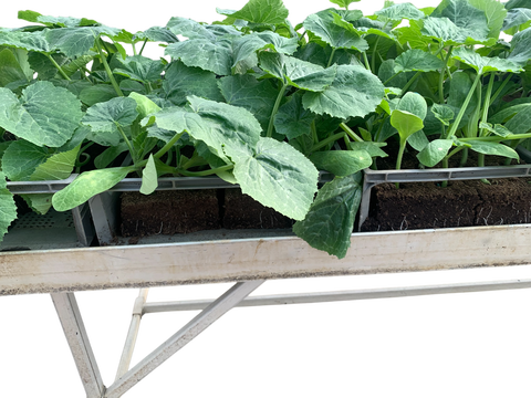 Nos jeunes plants, issus de méthodes de culture respectueuses de l'environnement, garantissent une croissance saine et robuste.