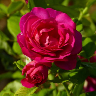 MISS MAGENTA rupture de stock