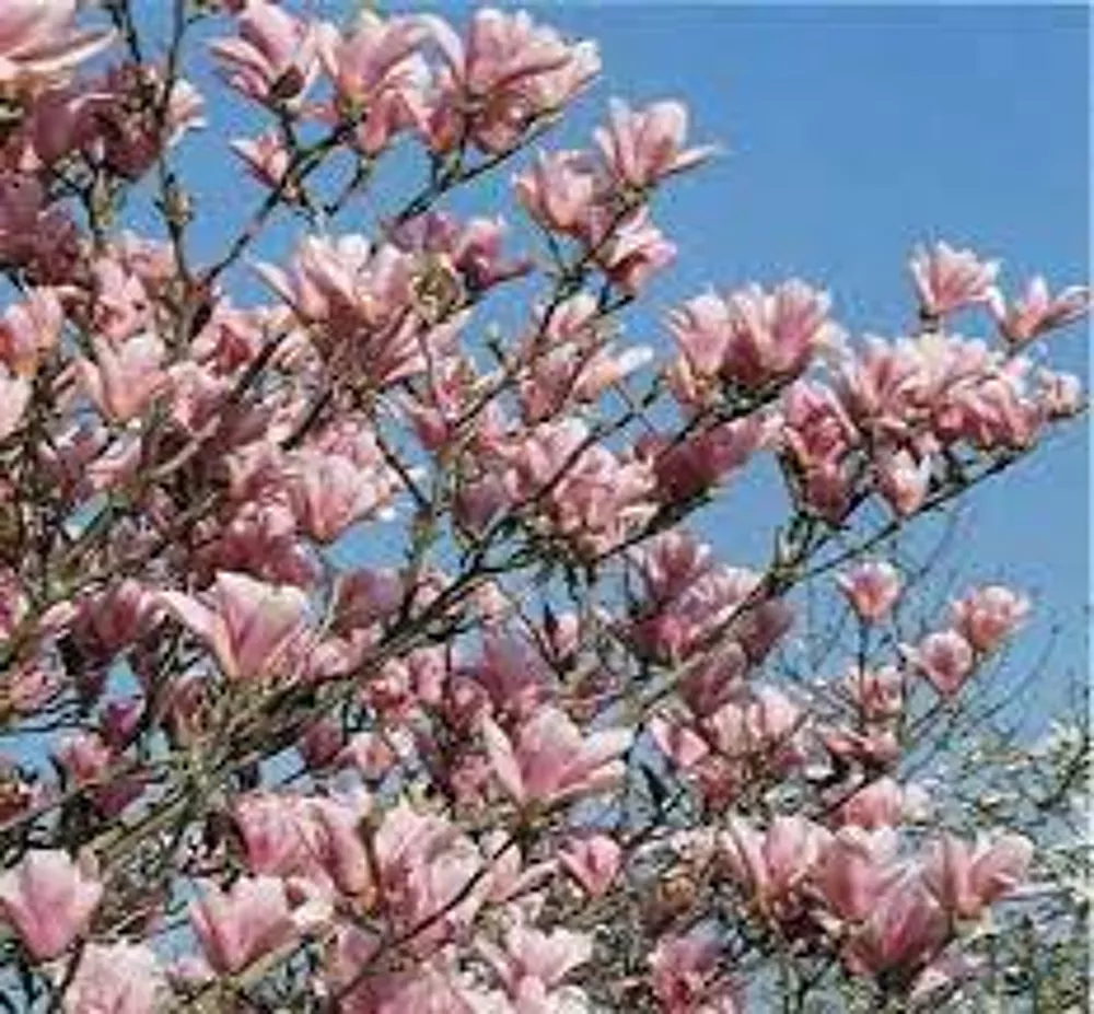 LES ARBRES À FLEURS