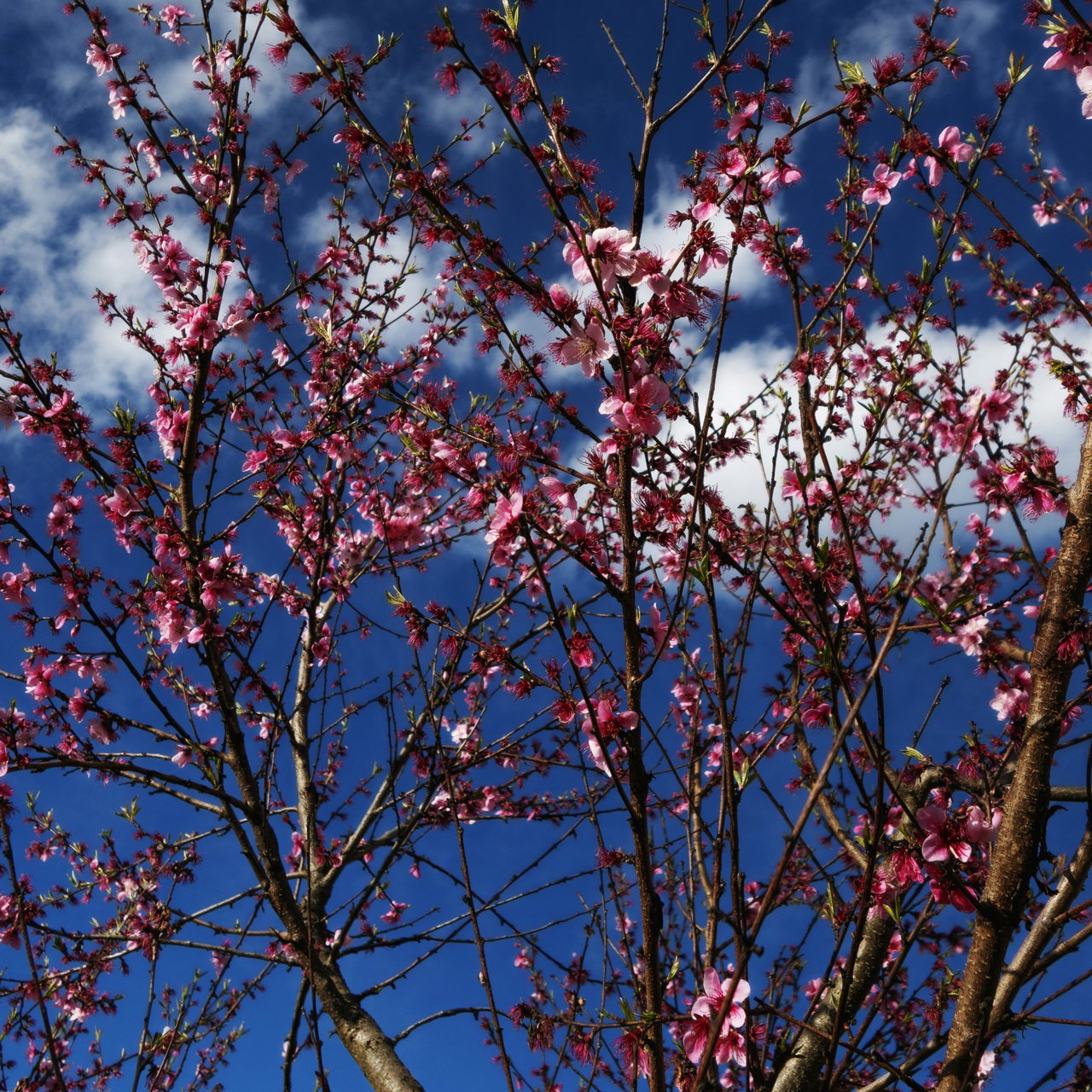 Réservation d'Arbres d'Ornement et Fruitiers : Groupez vos Commandes pour un Tarif Préférentiel