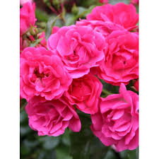 ROSIERS COUVRE SOLEIL