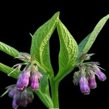 LES PLANTES UTILES AU JARDIN