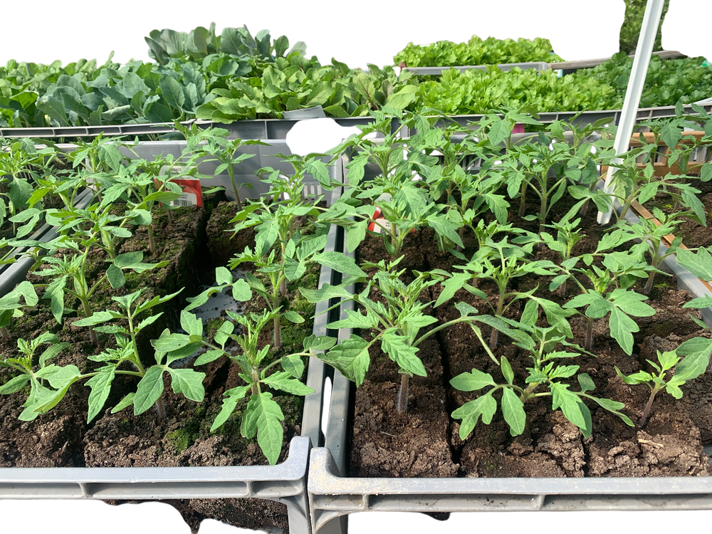TOMATES EN MOTTES