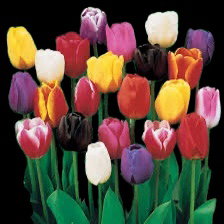 BULBES DE PRINTEMPS