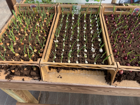 Découvrez notre sélection d’oignons prêt à planter!