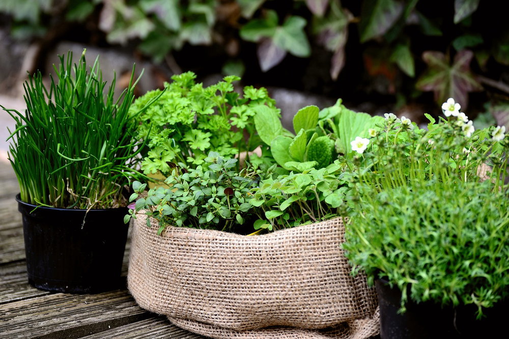 AROMATIQUES VIVACES