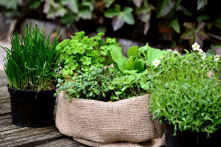AROMATIQUES 
