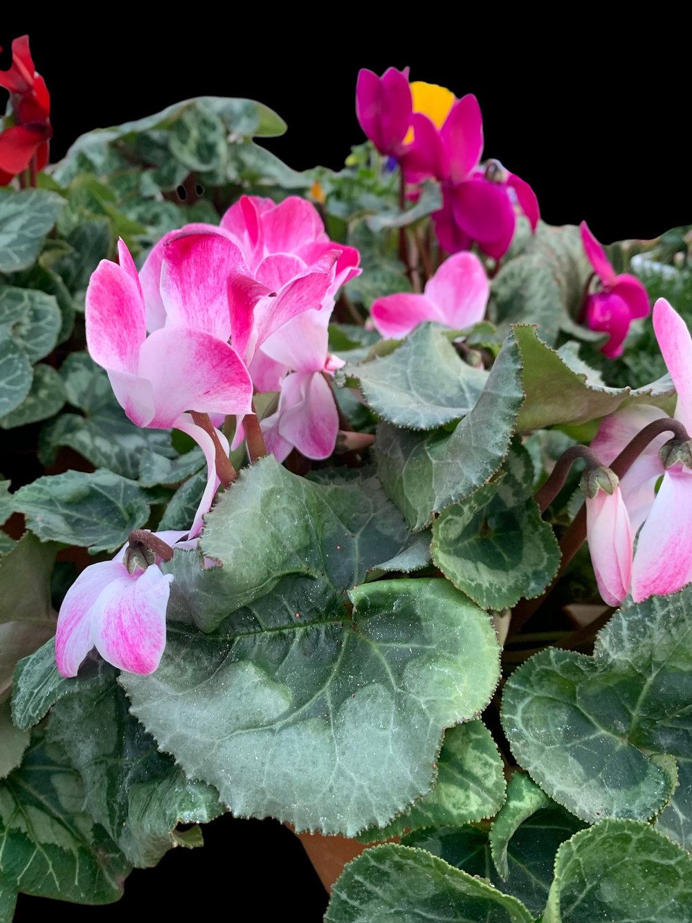CYCLAMENS