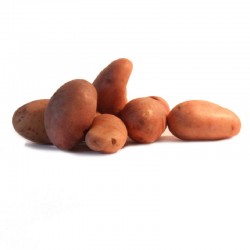 JEANETTE