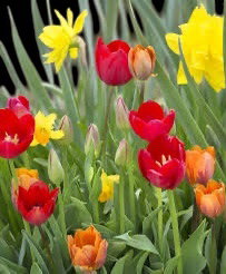 BULBES D’ÉTÉ dispo mars à Avril