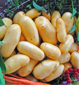 FRANGINE