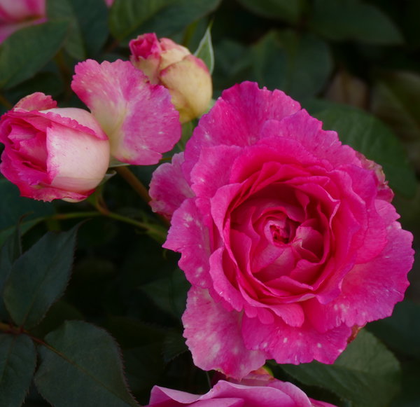 Découvrez notre sélection de rosiers