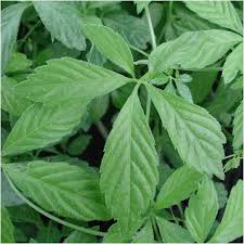 LES PLANTES BIEN ÊTRE