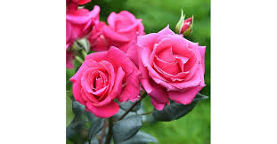 CRAZY PINK