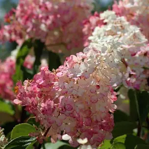 ARBUSTES À FLEURS