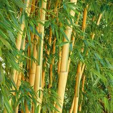 BAMBOUS