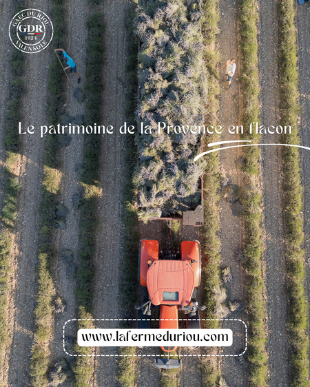 Récolte artisanale de lavande