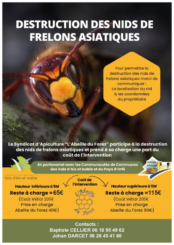 Lutte contre le frelon asiatique