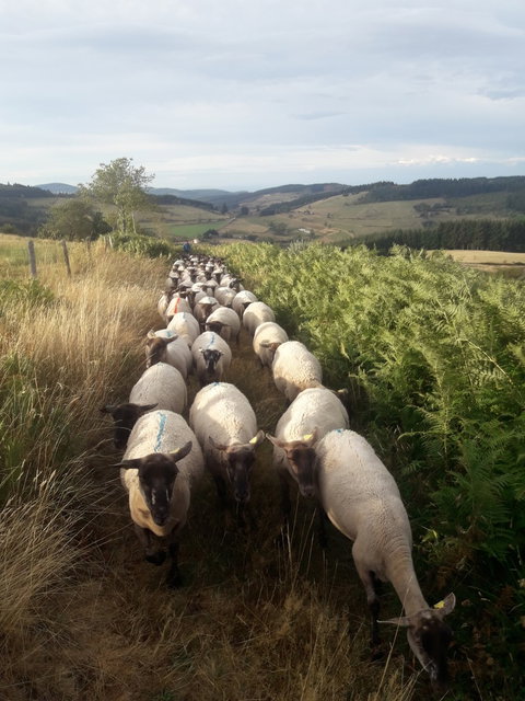 EARL DE L’ISABLE - Le Point du jour poulets & dindes de ferme, agneaux et pigeonneaux TIXIER Florent et Gilles 04 77 63 32 29