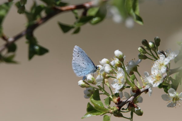 Atlas de la Biodiversité Communale