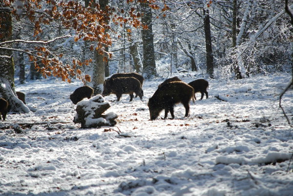 Société Germanoise de Chasse