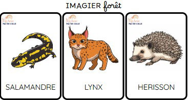 Imagier foret & jungle