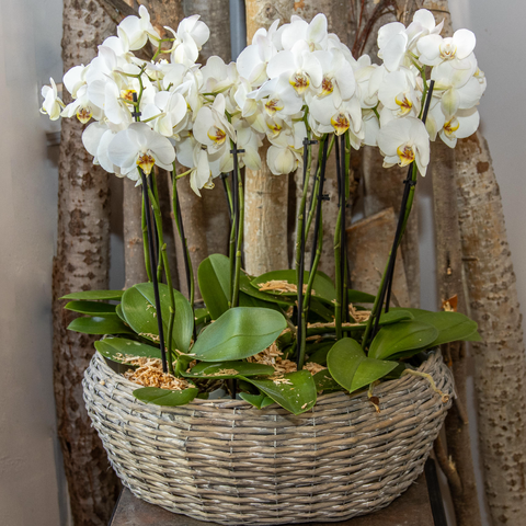 Plantes de saison Découvrez nos plantes de saison soigneusement sélectionnées pour apporter une touche de fraîcheur et de couleur à votre intérieur